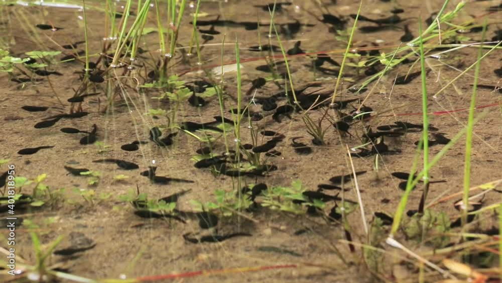 Tadpoles in the lake.Tadpoles are swimming in shallow. Tadpoles swimming underwater Tadpoles in the lake.Tadpoles are swimming in shallow. Tadpoles swimming underwater
