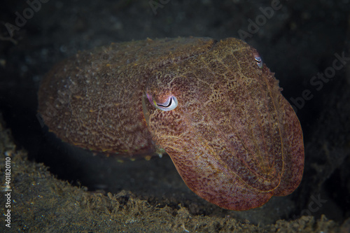 Cuttlefish swimming on coral reef
