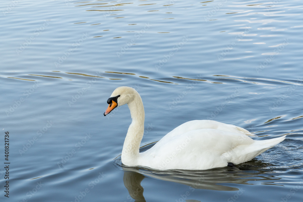 White swan on the water White swan on the water