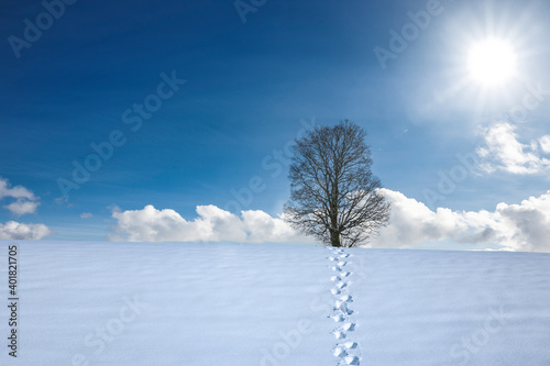 Winterlandschaft mit Baum und Sonnenlicht