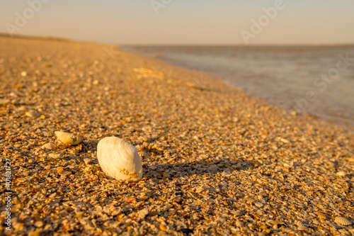 Selective focus on seashells on a sandy beach by the sea. The warm light of sunrise or sunset. Strong background blur. Copy space.