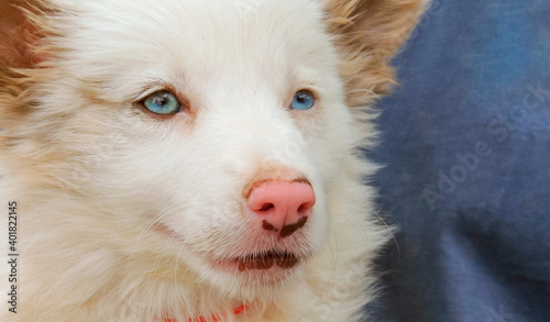 Stunning, adorable and impressive close-up large stock image of a gorgeous double merle australian shepherd