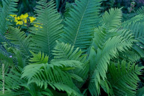 Fern leaves in their natural environment.