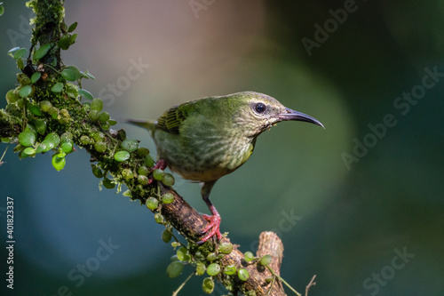 A female red-legged honeycreeper (Cyanerpes cyaneus) perches on a tree branch in Laguna del Lagarto, Costa Rica.