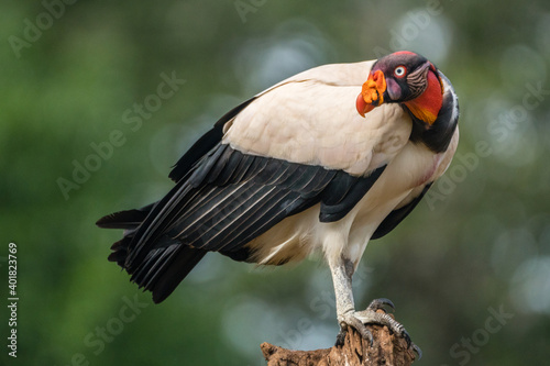 Adult King Vulture (Sarcoramphus papa), Laguna del Lagarto, Costa Rica © adammajor