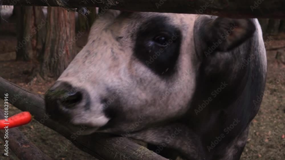 Feeding livestock, caring for farm animals, cattle. Close-up of a large bull head eating a carrot from the hands of a young woman through a hole in a wooden fence of corral at dusk Feeding livestock, caring for farm animals, cattle. Close-up of a large bull head eating a carrot from the hands of a young woman through a hole in a wooden fence of corral at dusk