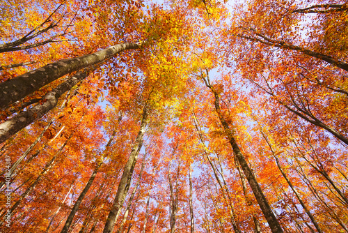 Autumnal Leaves at Bijinbayashi , Niigata pref., japan photo