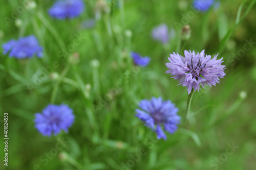 Purple cornflower on blue cornflowers meadow with green grass