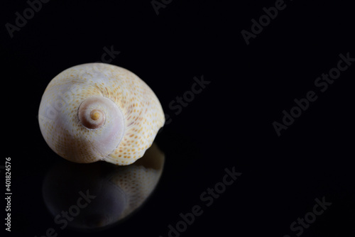 A white snail shell is reflected against a dark background, with space for text