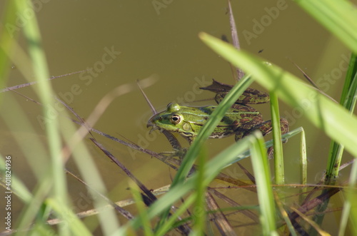 Frosch