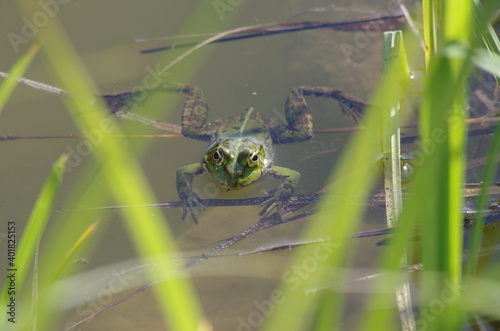 Frosch