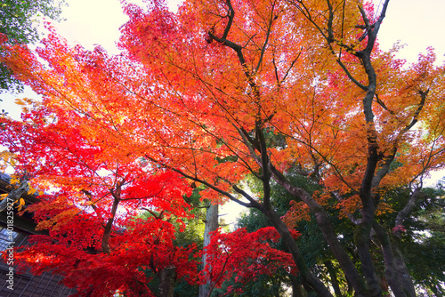 Japanese Garden at Niigata City,Niigata Pref., Japan photo