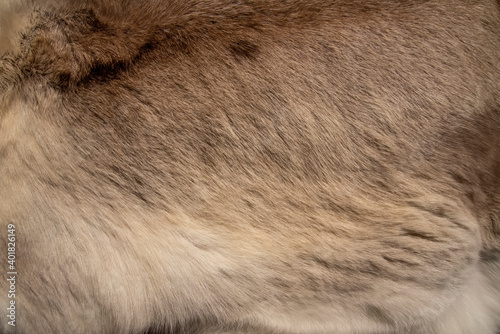 Sheep skin rug close-up, wool image on craft fair