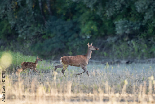 Red deer mother and fawn walking in forest