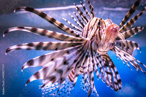 Fotografía lionfish in aquarium