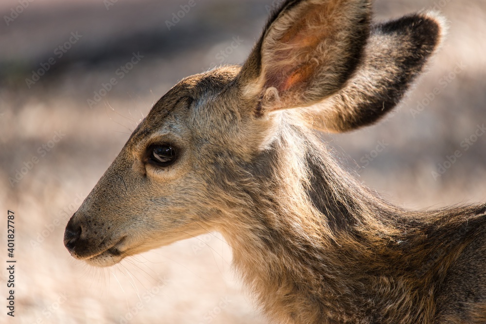 Young Mule Deer (Odocoileus hemionus)