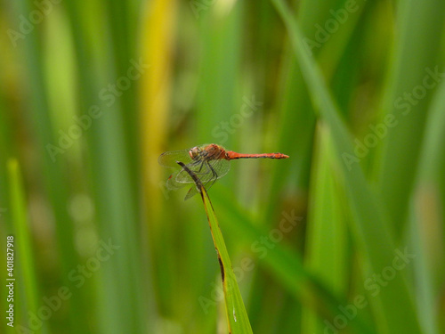 Red Fiery Skimmer in Brisbane, Australia