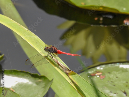 Red Fiery Skimmer in Brisbane, Australia photo