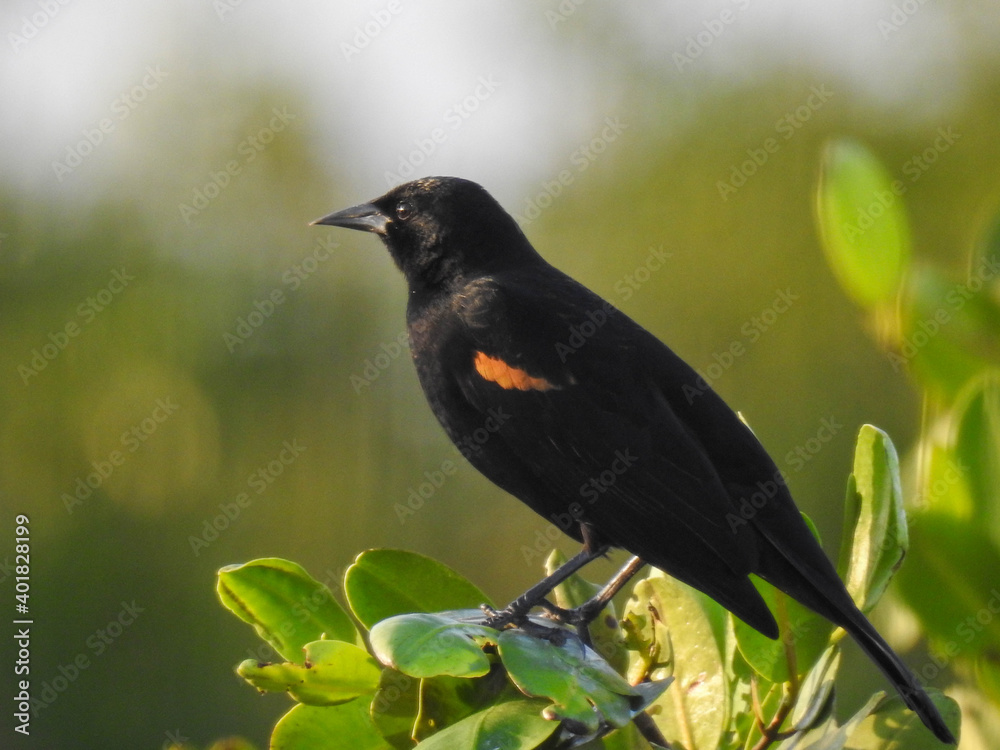 Red-winged Blackbird in the Florida Wetlands Red-winged Blackbird in the Florida Wetlands