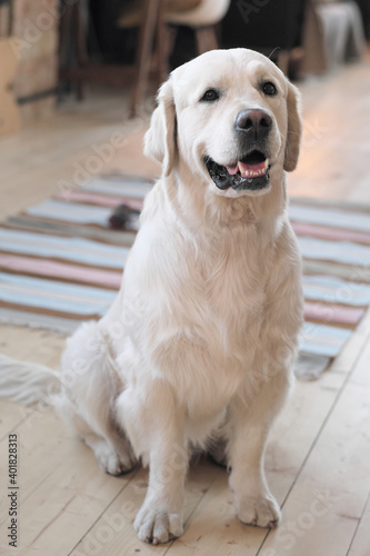Portrait of beautiful pedigree dog looking at camera sitting on the floor at home