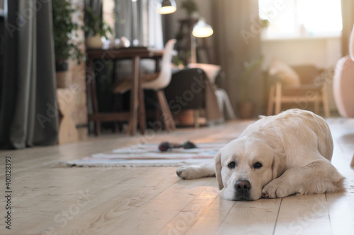 Fototapeta Naklejka Na Ścianę i Meble -  Portrait of cute dog lying on floor in the room and resting