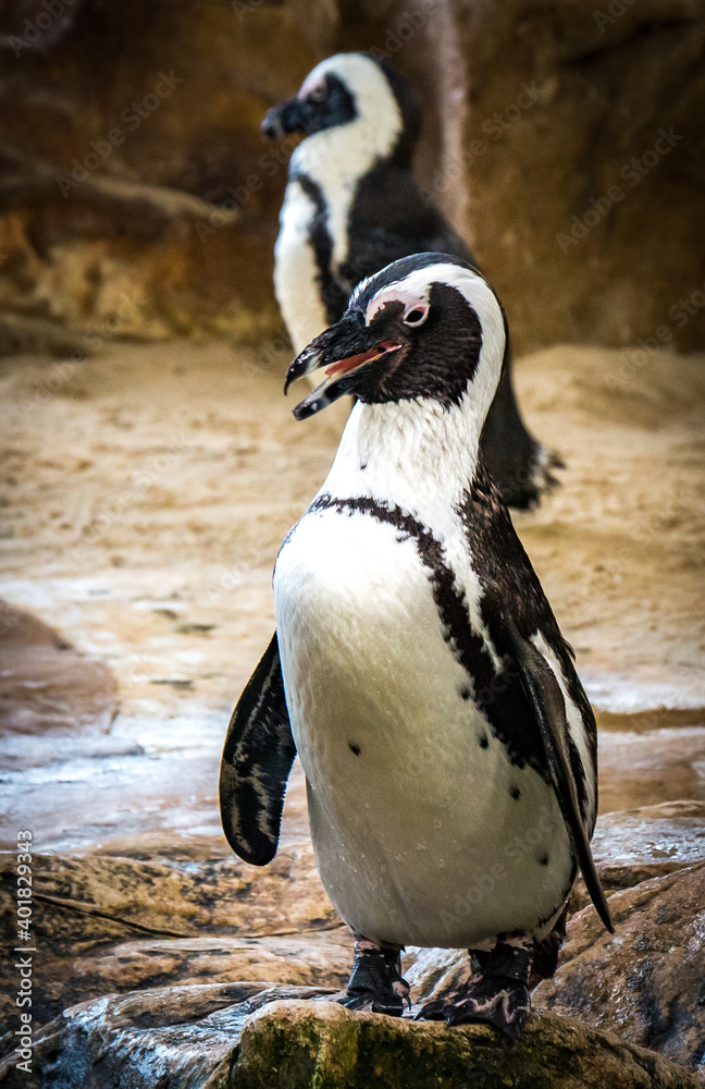 Naklejka premium penguin on a rock, african penguin, south africa, capetown