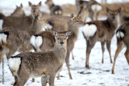 Fotografia, Obraz Deer and hind in winter, Lithuania