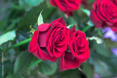 Photo of a red rose in the center with petals