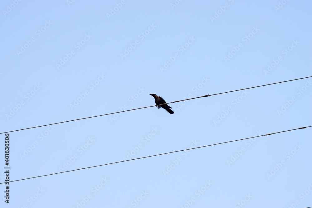 A crow sitting on an electricity wire under the blue sky A crow sitting on an electricity wire under the blue sky