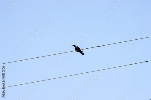 A crow sitting on an electricity wire under the blue sky © Xookits