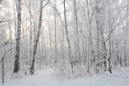 snow covered birches in winter