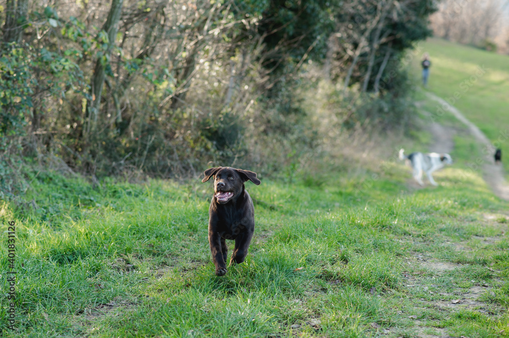 Front view dog portrait running in a field with others dogs and a human in the background. Chocolate Labrador puppy with funny face. Front view dog portrait running in a field with others dogs and a human in the background. Chocolate Labrador puppy with funny face.