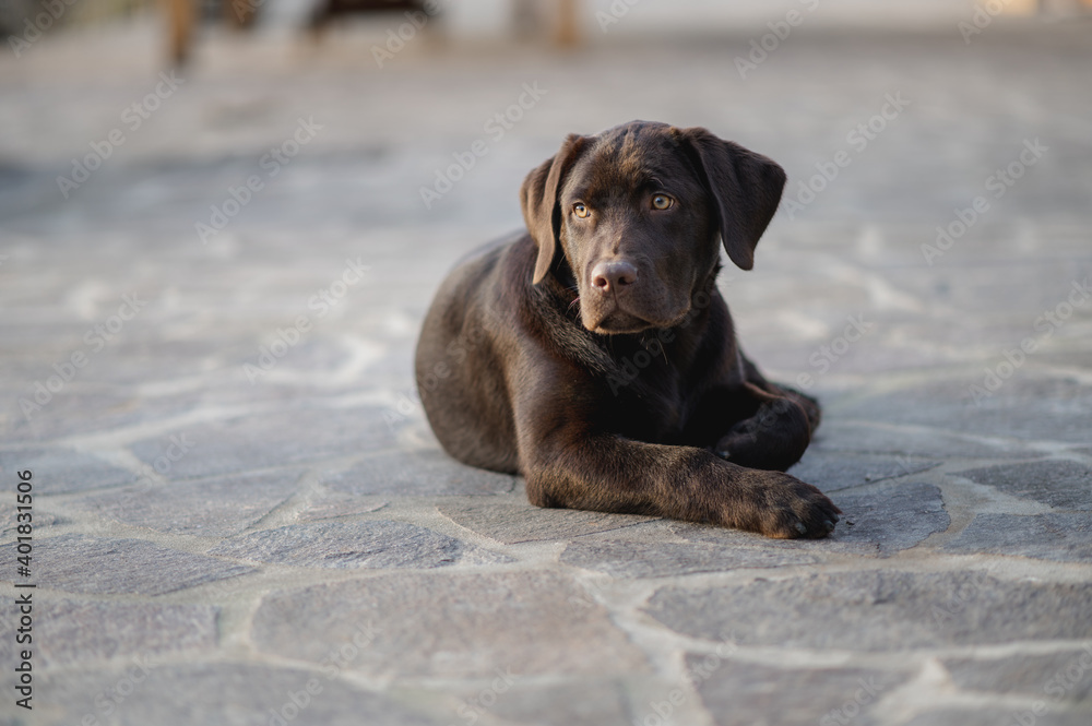 Chocolate puppy Labrador retriever close-up with copy space. Junior dog lying down outdoor in the ground looking at the distance