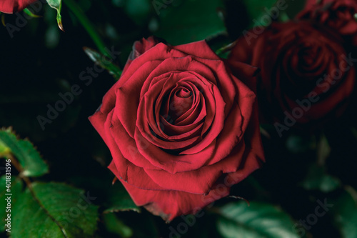 Photo of a red rose in the center with petals