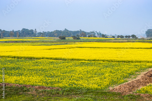 Landscape mustard fields with full of yellow flowers natural views