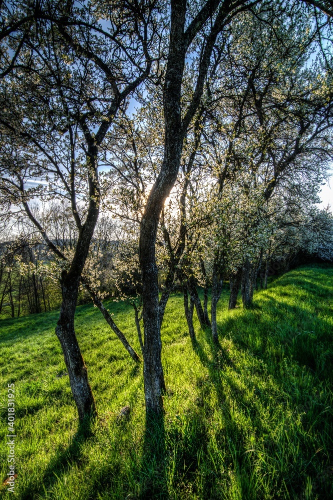 Apple Spring Flower in Southern Germany