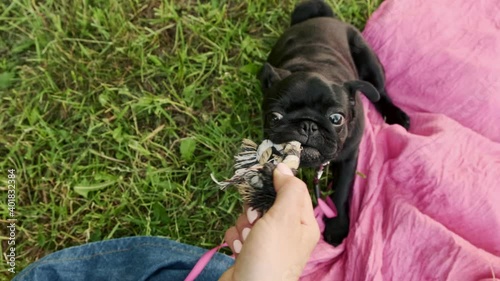 Woman playing with small dog black pug puppy in dog game, pet toys. Dog takes the toy rope with her teeth from the owner photo