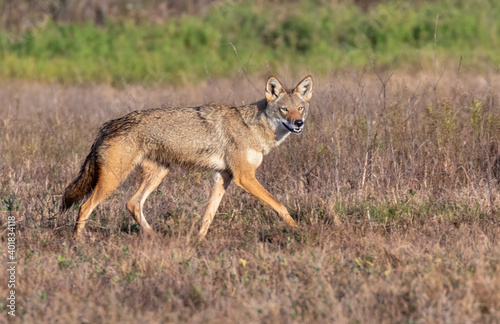 Coyote (Canis latrans), a presumable natural hybrid with red wolf (Canis rufus) in a wet meadow, Galveston, Texas, USA. photo