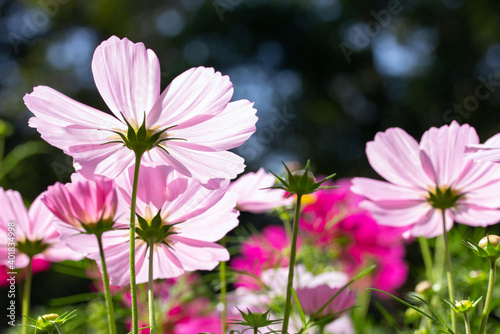 White cosmos flowers in the garden