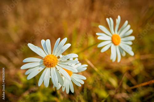 White summer daisies in the meadow on a summer day