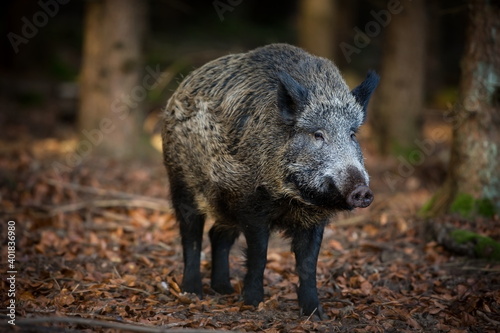 Sus scrofa. The wild nature of the Czech Republic. Free nature. Picture of an animal in nature. Beautiful picture. Animal in the woods. Deep forest. Mysterious Forest. Wild. From animal life. Wild boa