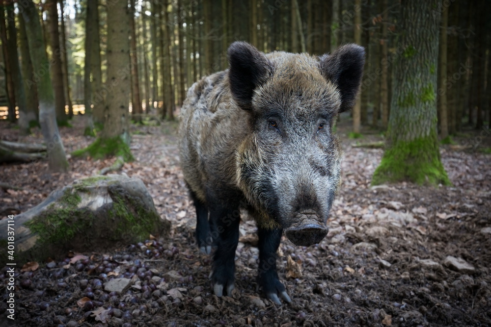 Sus scrofa. The wild nature of the Czech Republic. Free nature. Picture of an animal in nature. Beautiful picture. Animal in the woods. Deep forest. Mysterious Forest. Wild. From animal life. Wild boa Sus scrofa. The wild nature of the Czech Republic. Free nature. Picture of an animal in nature. Beautiful picture. Animal in the woods. Deep forest. Mysterious Forest. Wild. From animal life. Wild boa