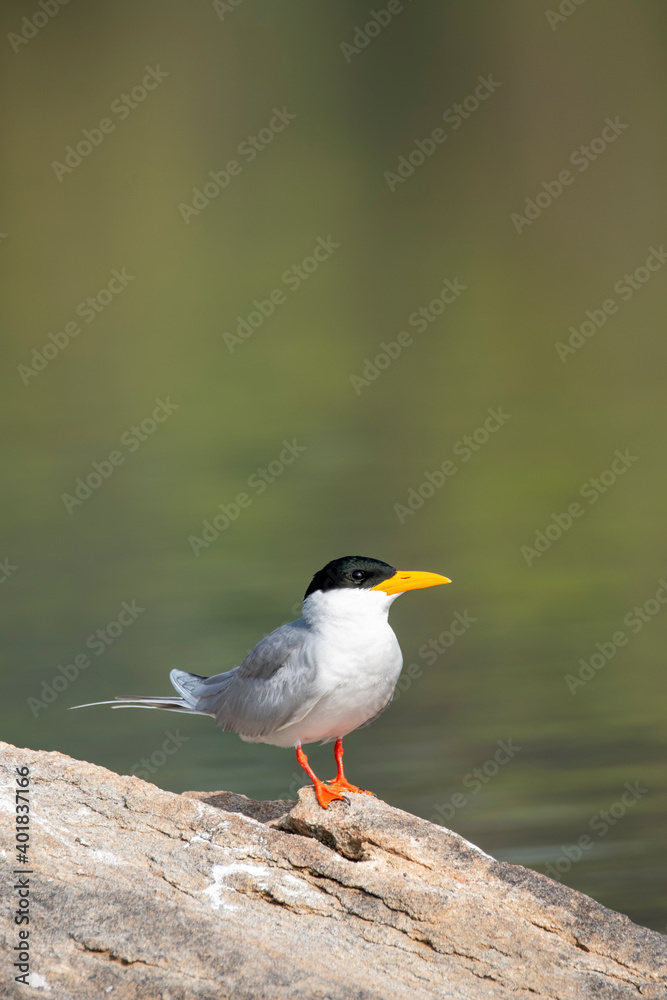 Fototapeta premium A River Tern sitting on a boulder in the middle of Cauvery river inside Ranganathittu Bird Sanctuary during a boat ride