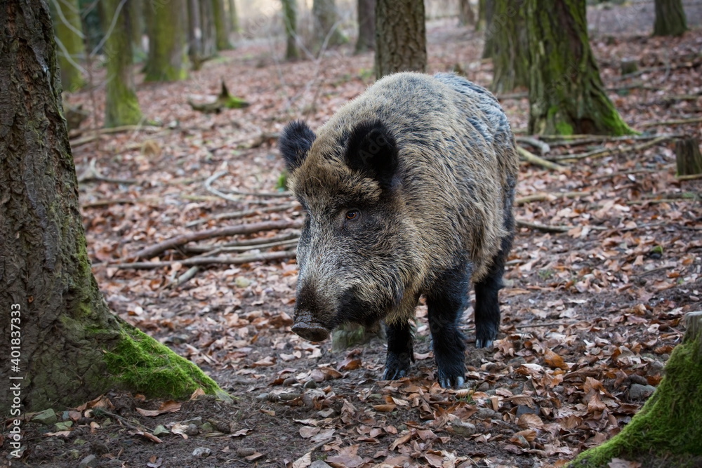 Sus scrofa. The wild nature of the Czech Republic. Free nature. Picture of an animal in nature. Beautiful picture. Animal in the woods. Deep forest. Mysterious Forest. Wild. From animal life. Wild boa Sus scrofa. The wild nature of the Czech Republic. Free nature. Picture of an animal in nature. Beautiful picture. Animal in the woods. Deep forest. Mysterious Forest. Wild. From animal life. Wild boa