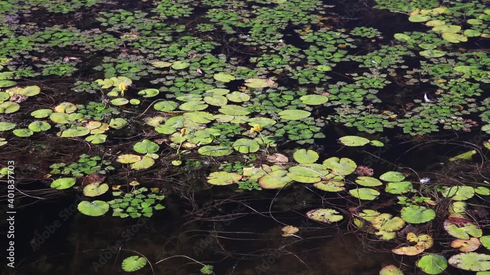 Salvinia natans, commonly known as floating fern, on the surface of the backwater Salvinia natans, commonly known as floating fern, on the surface of the backwater