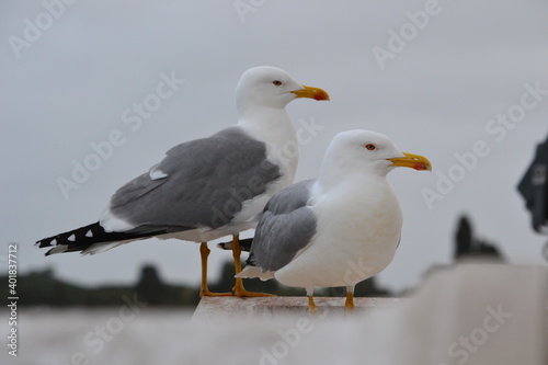 seagull on a building  © tu