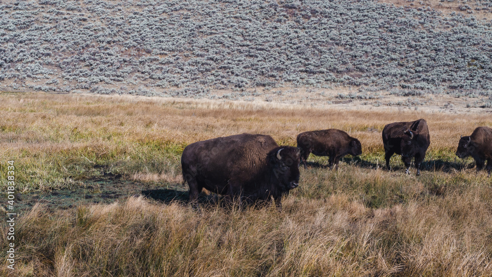 buffalo in a field in yellowstone national park