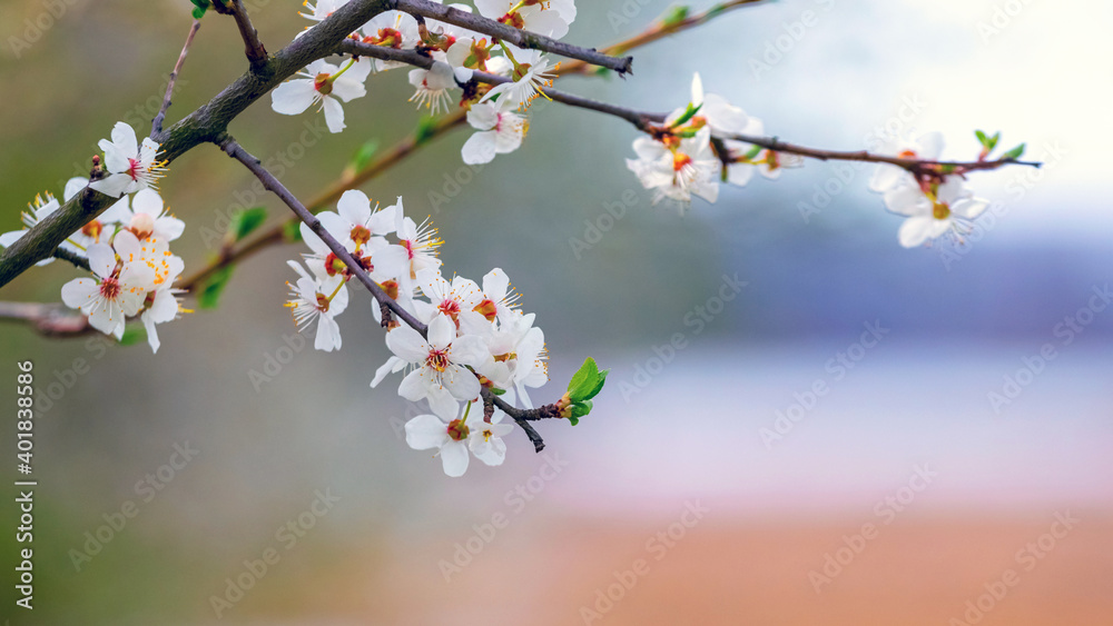Tree branch with white flowers near the river with blurred background