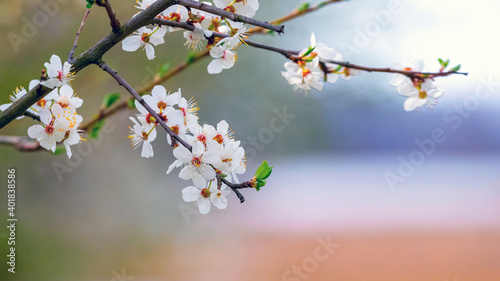 Tree branch with white flowers near the river with blurred background