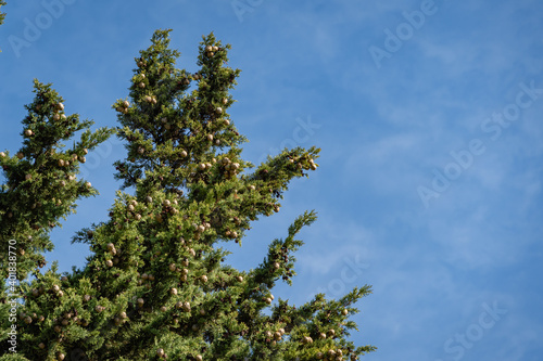 Branch of Mediterranean cypress with round brown cones seeds against blurred green background. Cupressus sempervirens  Italian cypress or pencil pine in Sochi city park Soft selective focus